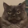 gigo.tyi
