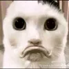 kobtdattennao