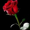 g.hyder1