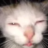 odvdxsz
