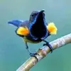 hung_123mmn