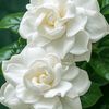 arisha.jannat7613
