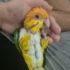 mango.abohof0