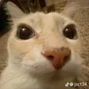 miau...edit
