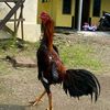 roosterfightercreww