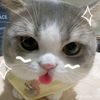 pisey.rom7