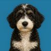 parker_thecavapoo