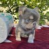 la.frenchies