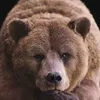 grizzly170765