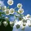 vonca