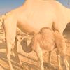 mahomud596