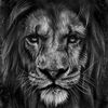lion.the.king20