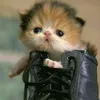 mits