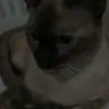 lucas.bot2