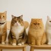 meawfamily09