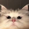 dodo_7053