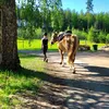 almikalimi123