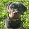 margot_la_rottweiler