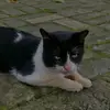whitesunselnwwh