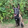 moose_the_mali