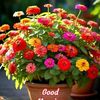 rashi.123135