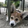 princess.nugget.corgi
