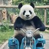 Cute Pet Paradise