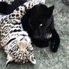 panthersfromafar