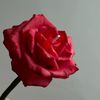 Rosalycandle