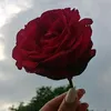 msosh56