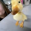 dnysfr_