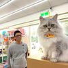 馬祖婆與旺喵隊