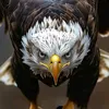 albert.jamago82