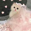 sultana144picchi