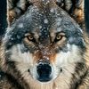 wolf66644
