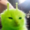 alien.kitty.04