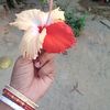 bikashmondal5457