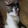 catwome52