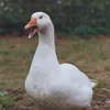 ultraduck