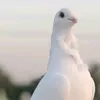 jf.ccvc