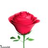 user4619499661418