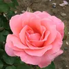 emmy_8583