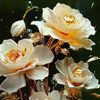 trisna3223
