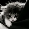 user3609601518036