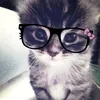 meaw5533
