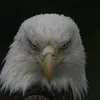 shaheen.zada07