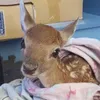 bambiii