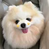 Puppy & Little butterfly