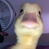 pduck724