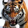 habib_1326
